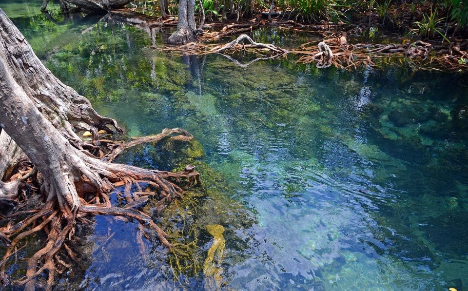 Mangrove-9.jpg